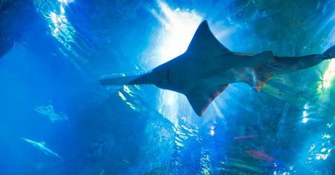 Sawfish in blue water