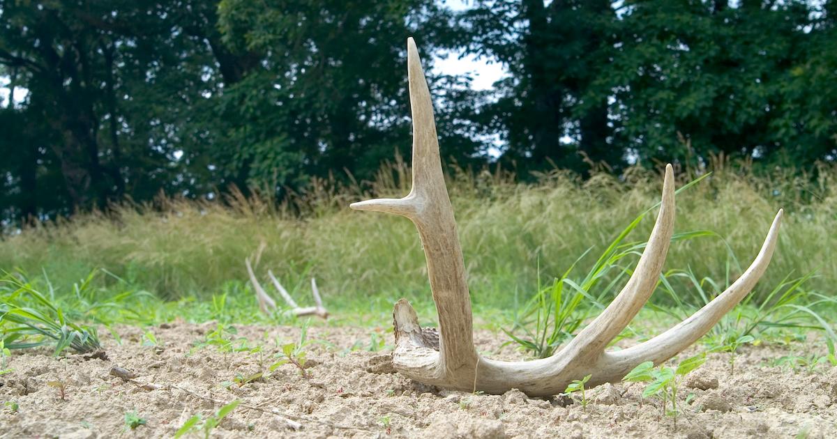 A set of shed antlers on the ground.