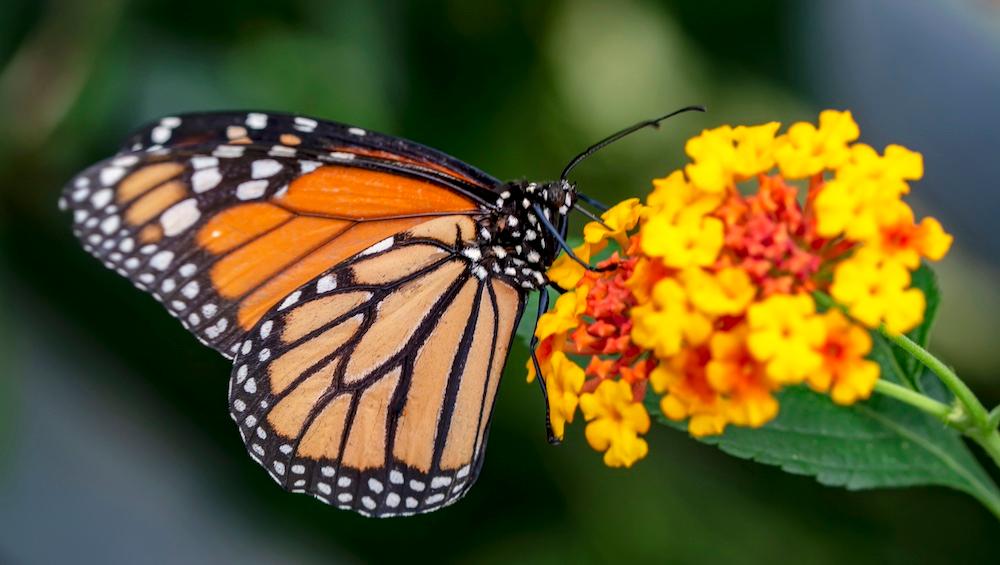 A monarch butterfly on a flower. 