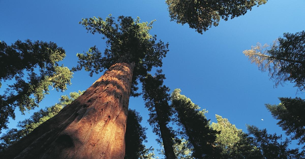 Are Redwoods And Sequoias The Same Details Here 