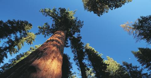 The tops of redwood trees.