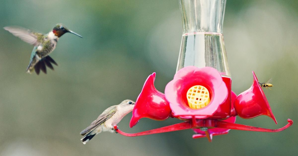 Multiple hummingbirds drinking from a red flower shaped hummingbird feeder.