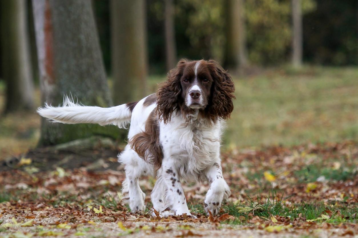 An English Springer Spaniel dog is pictured in the woods atop grass.