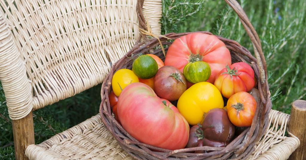 Why Are Heirloom Tomatoes Colorful?