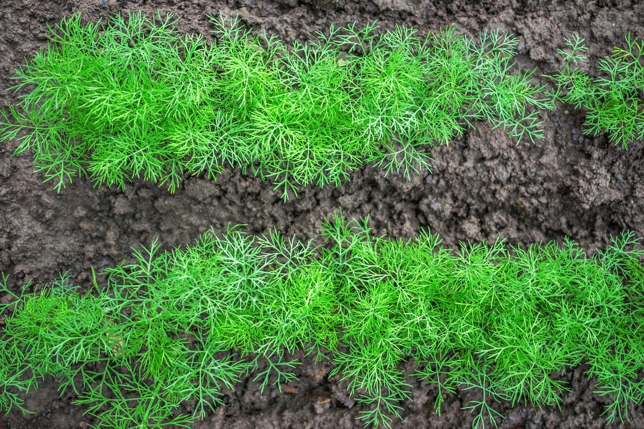 Dill in garden