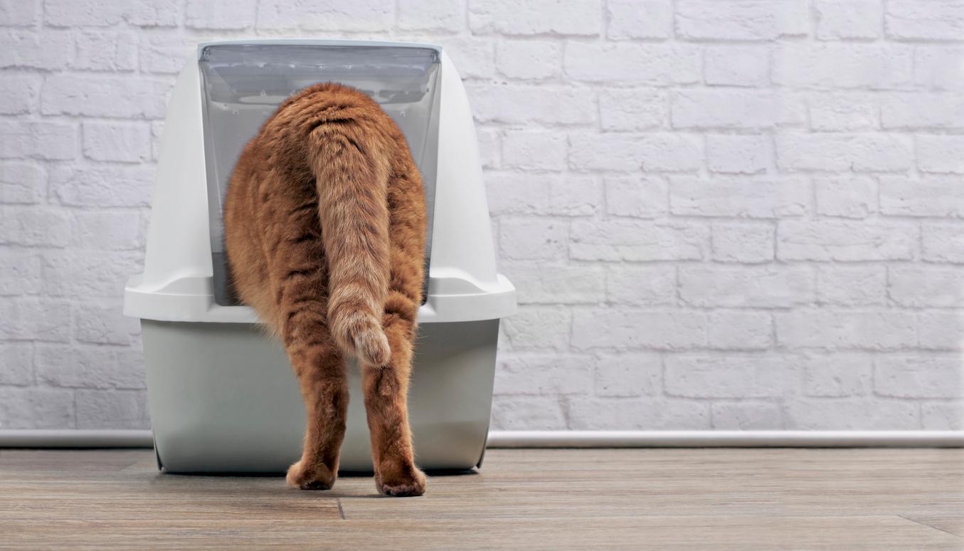 An orange cat is pictured from behind with half of her body inside an enclosed litter box.