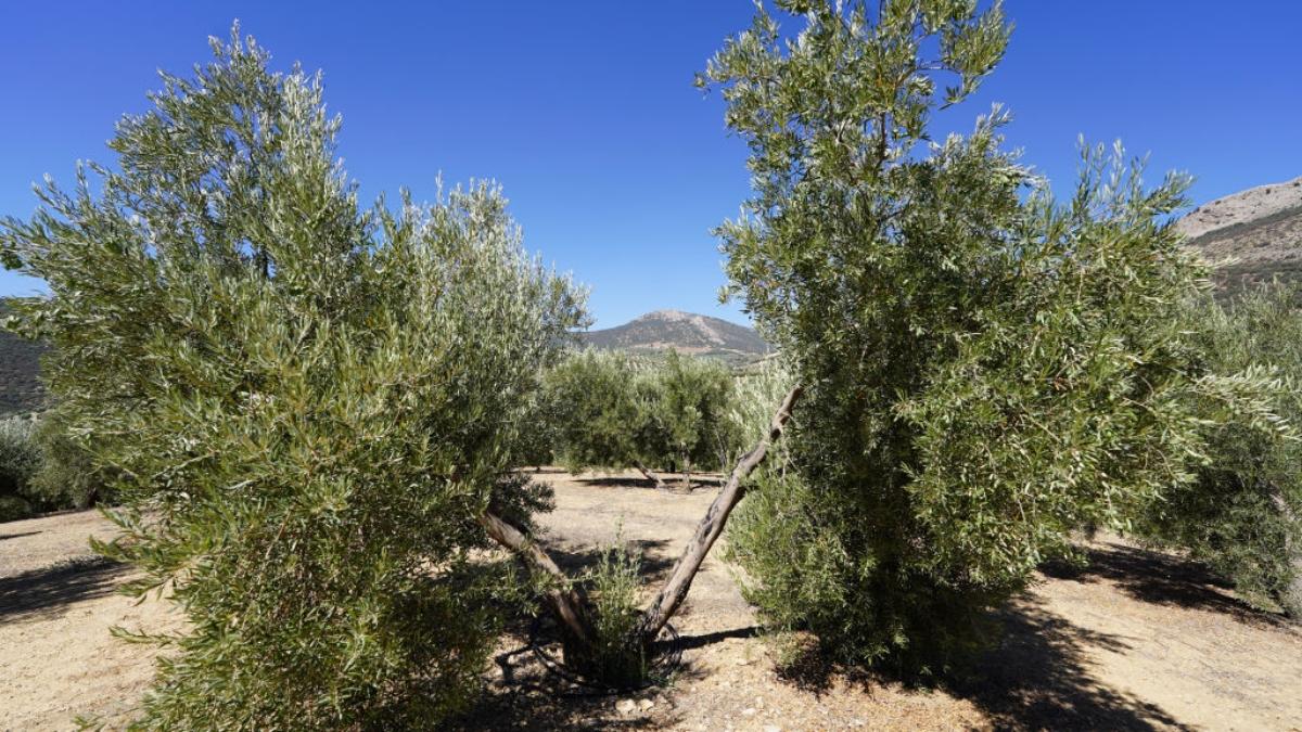 olive trees in a dry climate