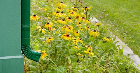 A gutter and flowers.