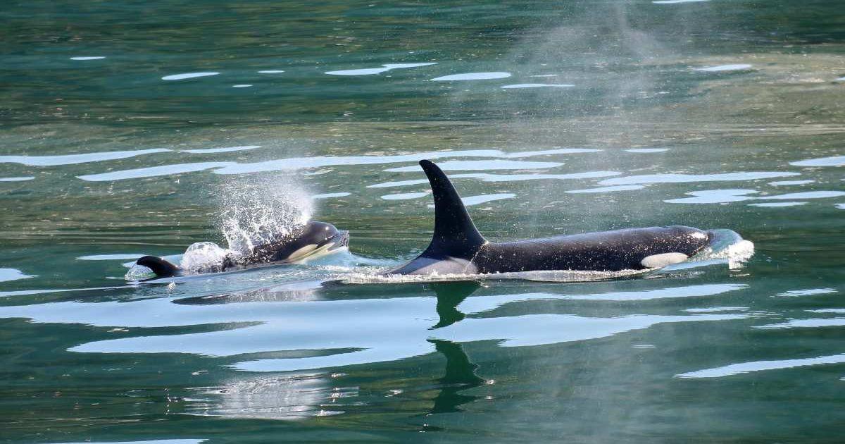 Mother orcas swimming in the ocean while carrying her calf. (Representative Cover Image Source: Pexels | Simon Hurry)