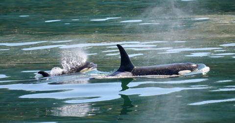 Mother orcas swimming in the ocean while carrying her calf. (Representative Cover Image Source: Pexels | Simon Hurry)