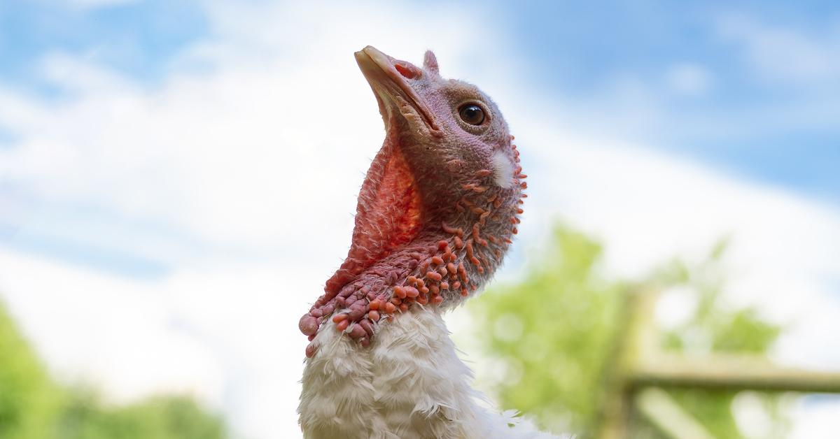 Fun Facts About Turkeys for Thanksgiving