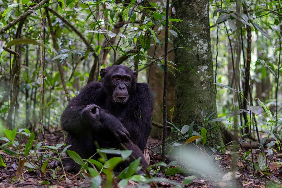 A chimpanzee sits on the forest floor while clutching their arm. 