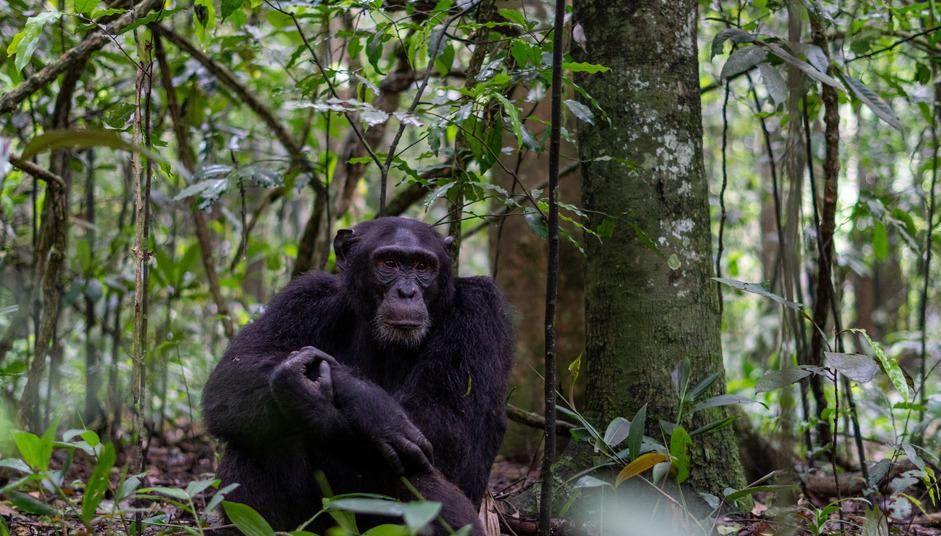 Passion the Chimpanzee: What Happened With This Cannibalistic Primate