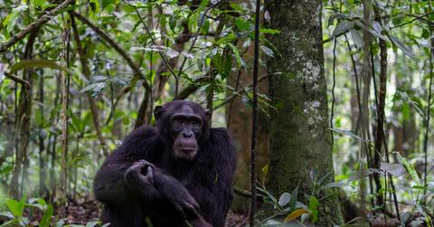 A chimpanzee sits on the forest floor while clutching their arm.