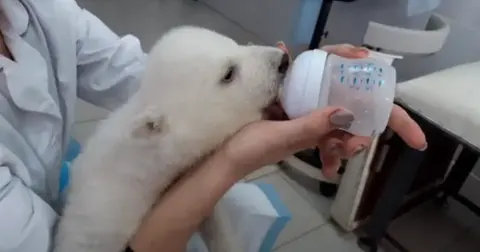 polar bear cubs abandoned by mom