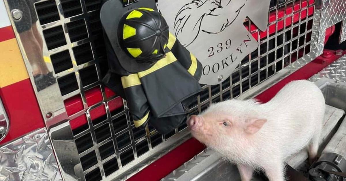 Penny the Fire Pig sniffing a small firefighters outfit. 