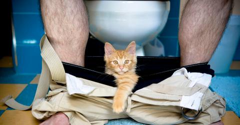 A kitten standing in someone's pants as they use the bathroom.
