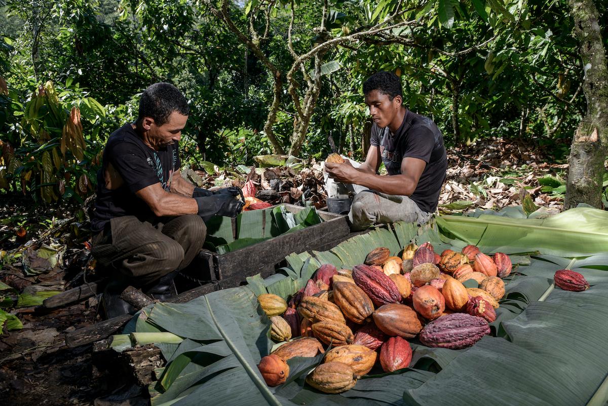 Two men cut cocoa fruits on a mat of leaves. 