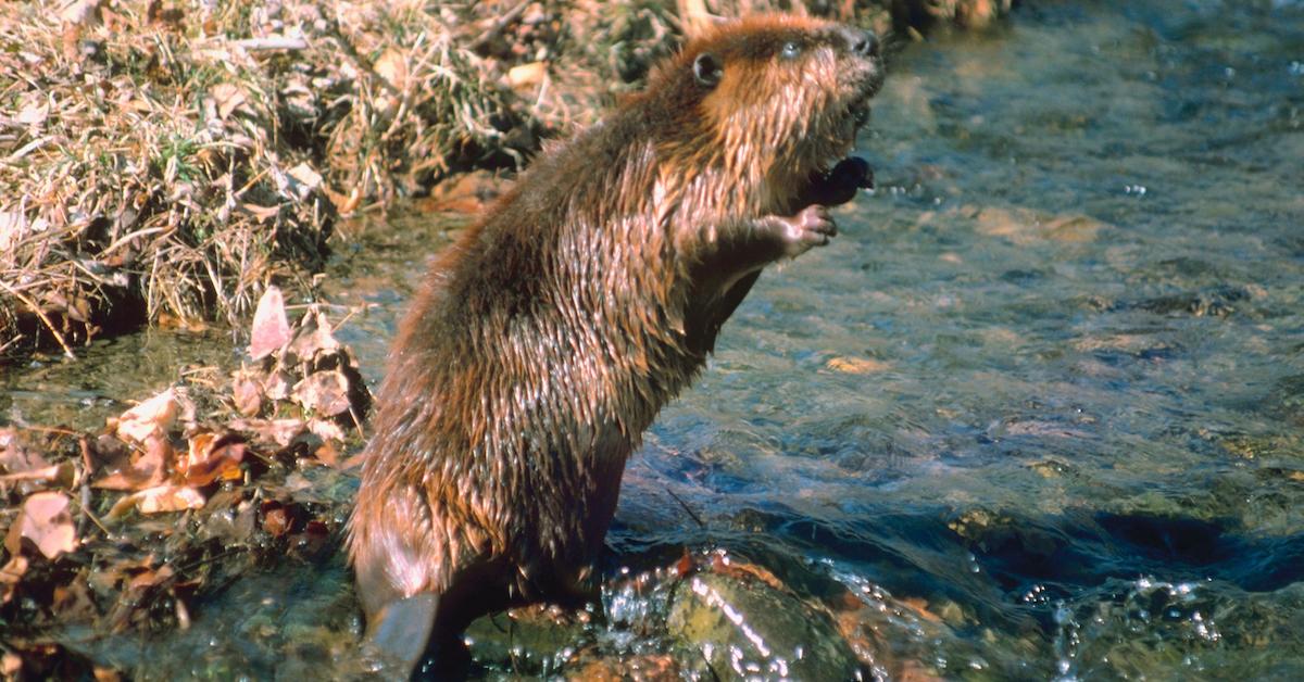 Beavers U.K.