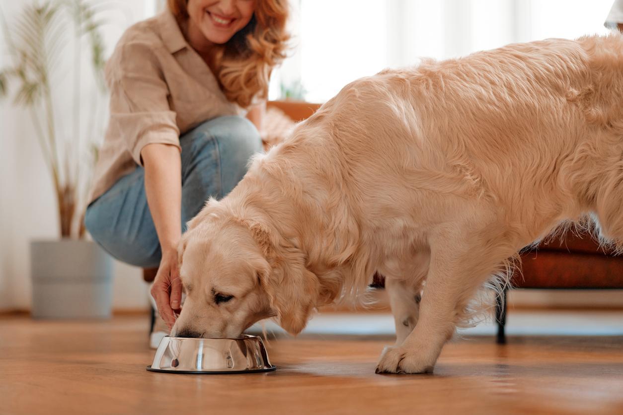 A dog parent feeds their Labrador companion dog from a stainless steel bowl atop a wooden floor in the living room.