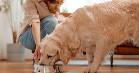 Can Your Companion Cat Safely Eat Pomegranate?