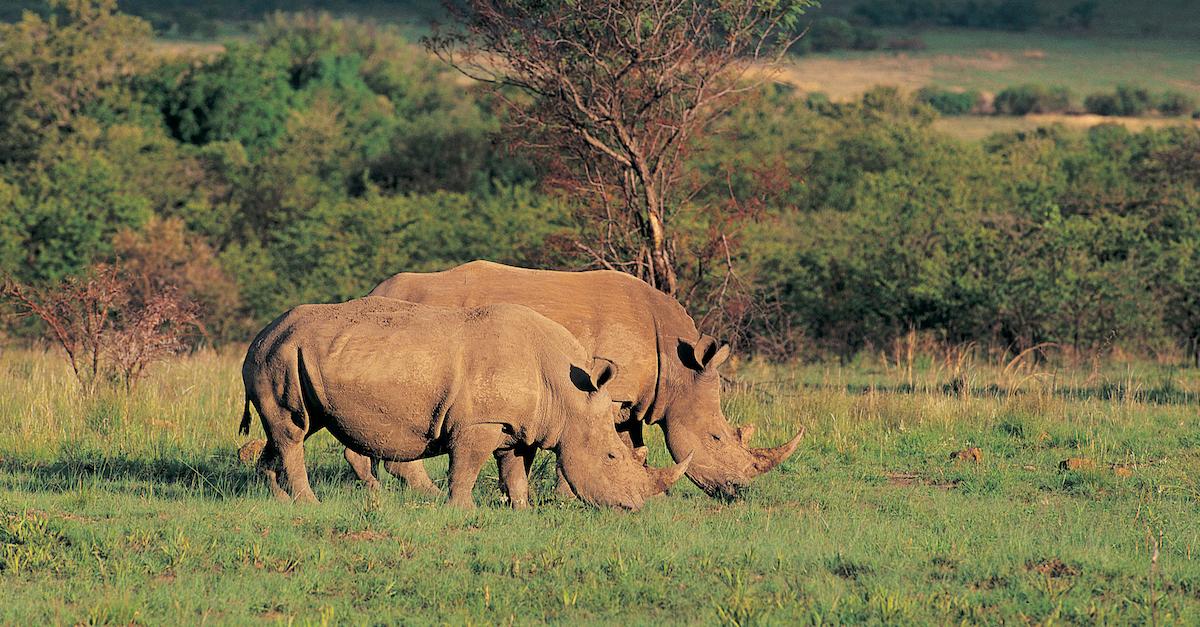 White Rhinos