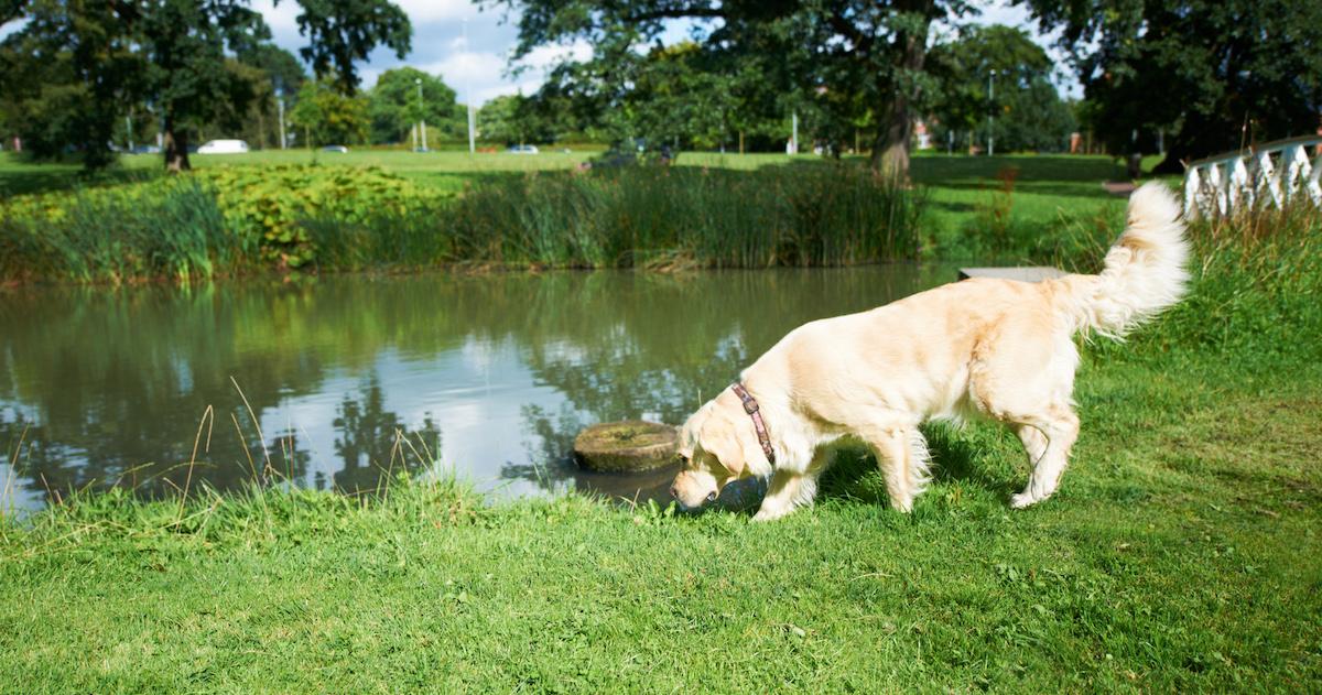 why is my dog eating grass