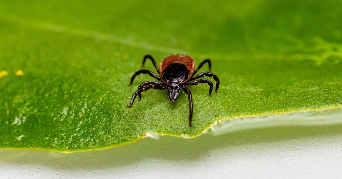 How to get rid of ticks naturally