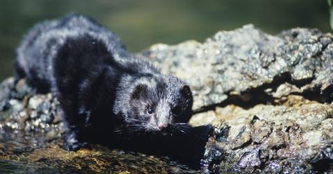 Estonia bans fur farming