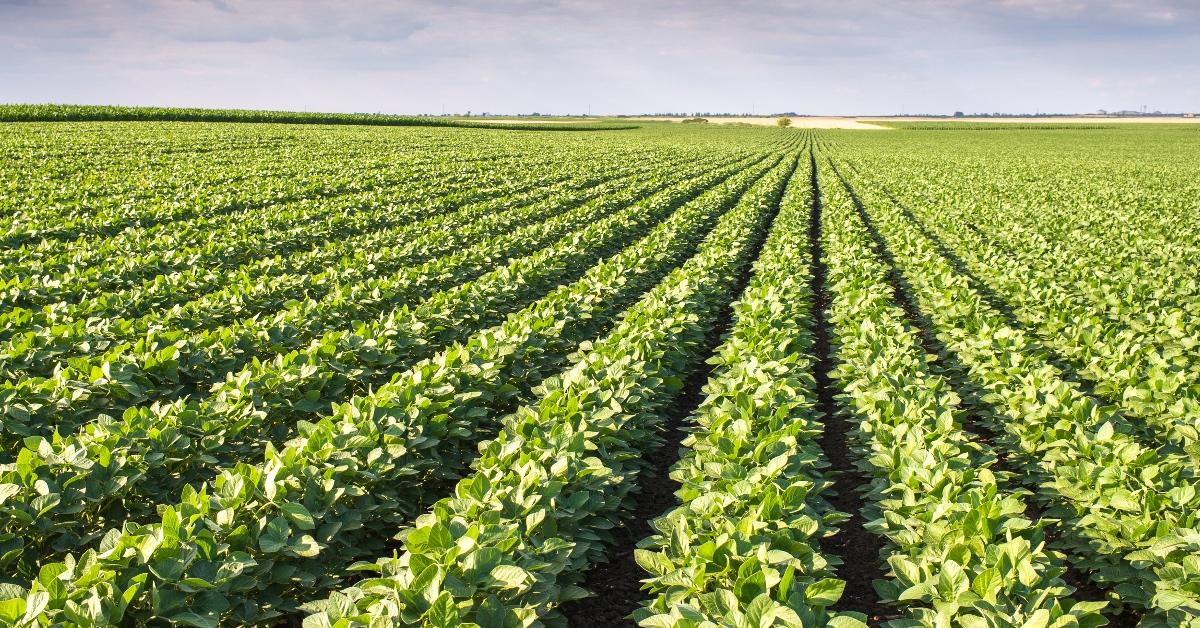 Green soybean farm.