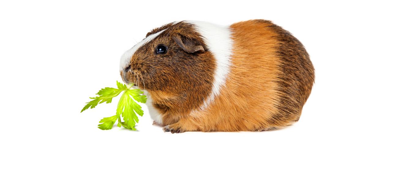 A guinea pig eating celery against a white background.