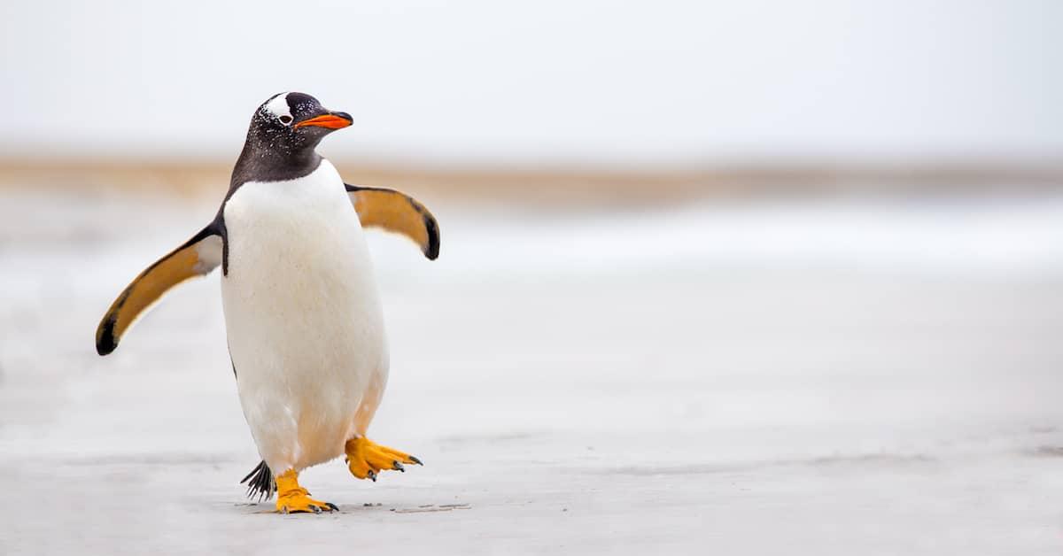 Gentoo Penguin waddling along on a white sand beach.