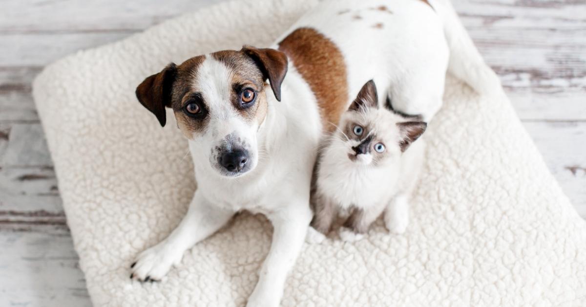 A dog and a kitten together on a pet bed. 