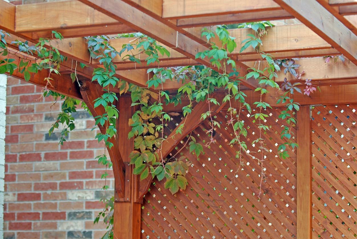 Pergola privacy wall with vines