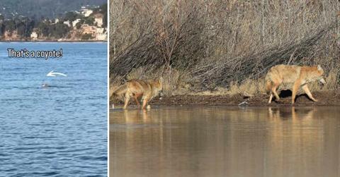 (L) A coyote swimming across the Raccoon Strait. (Cover Image Source: Instagram | @angelislandstatepark) | (R) Coyotes near a lake. (Representative Cover Image Source: Getty Images | Frank Fichtmüller)