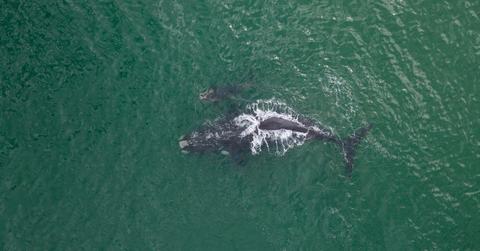 north atlantic right whale