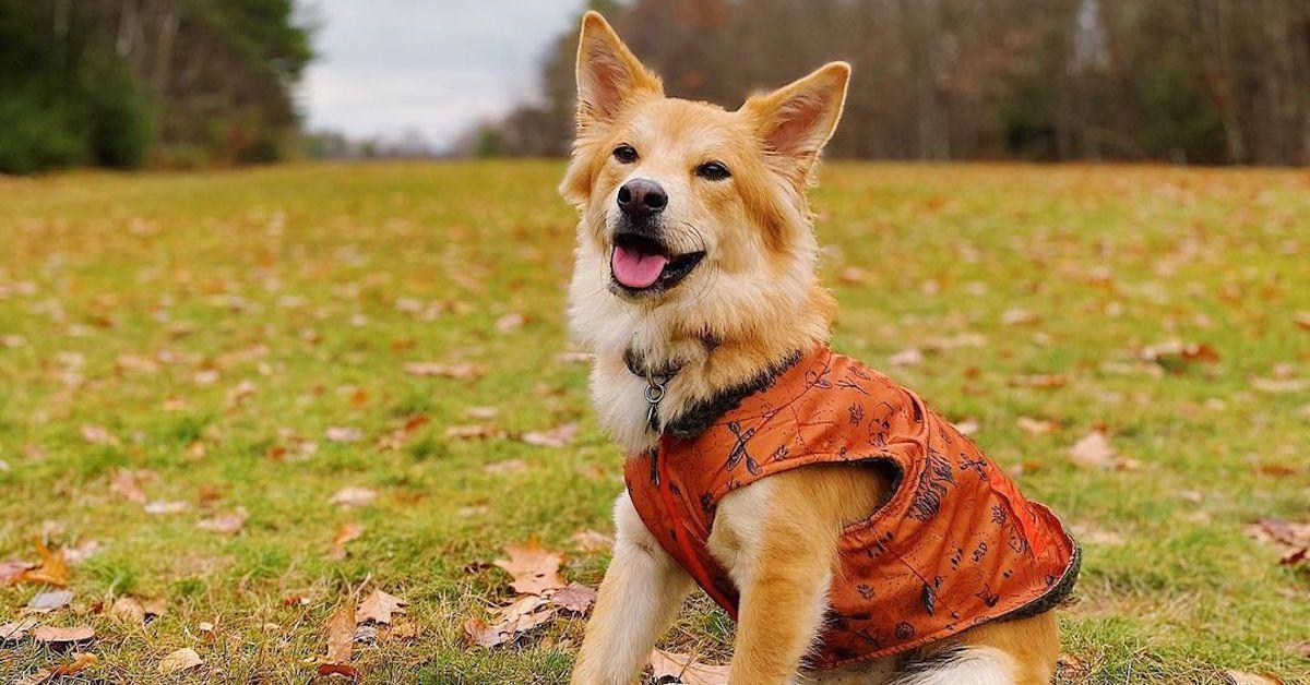Rescue Dogs to Follow on Instagram