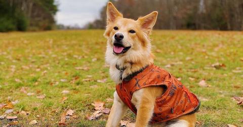 Rescue Dogs to Follow on Instagram