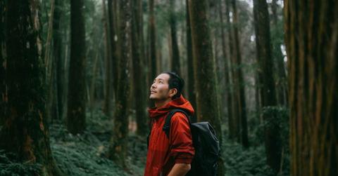 A man observes the trees in a dense rainforest. (Representative Image Source: Getty Images | Ippei Naoi)