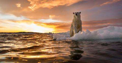 A polar bear stands on melting sea ice. (Representative Cover Image Source: Getty Images | Paul Souders)