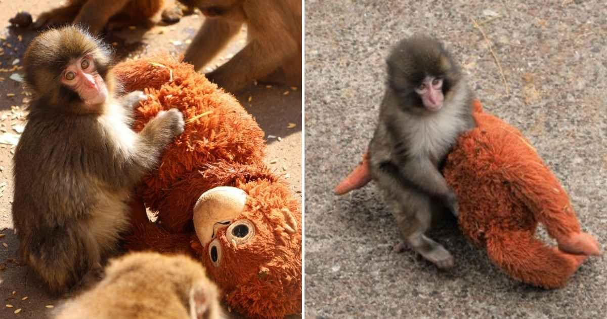 A baby Japanese macaque named Punch with his plushie. (Cover Image Source: X | @ichikawa_zoo)