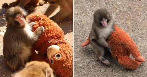 A baby Japanese macaque named Punch with his plushie. (Cover Image Source: X | @ichikawa_zoo)