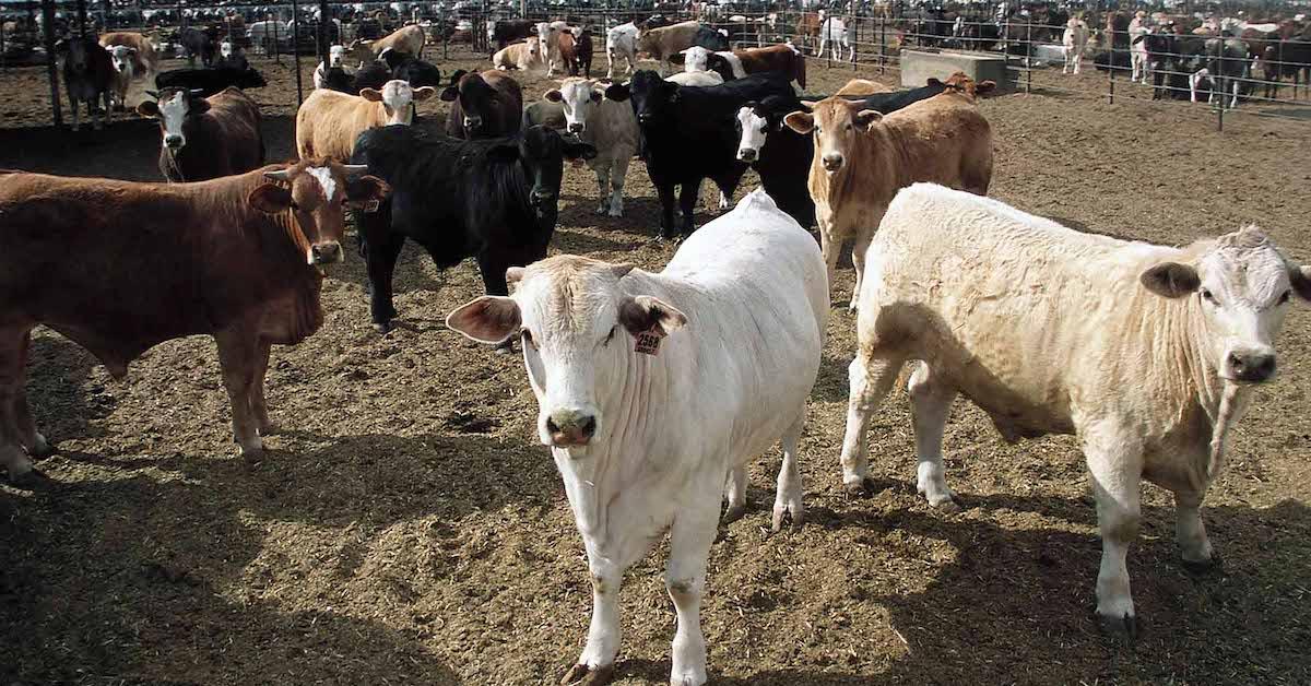 Debunking: Does Cultivation Kill More Animals Than Livestock