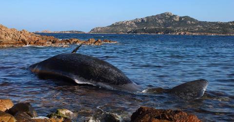 seame sardinia whale beached