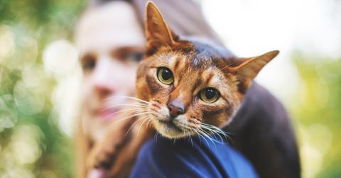 sustainable environmentally friendly cat food