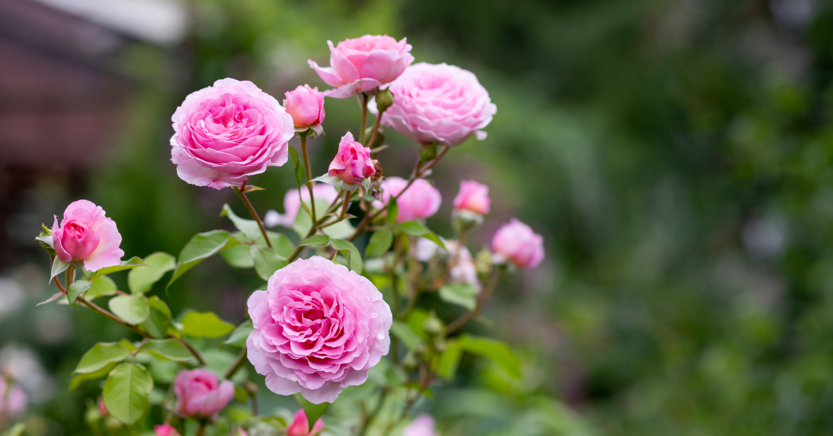 Pink roses in a garden. 