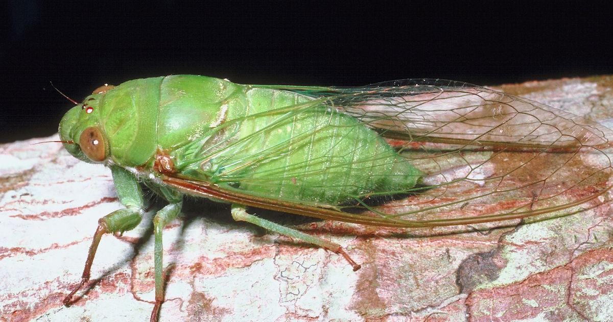 Green cicada