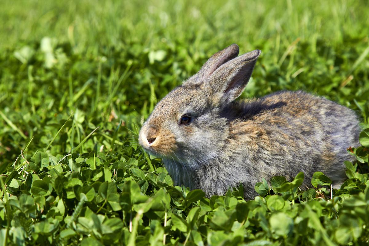 iStock