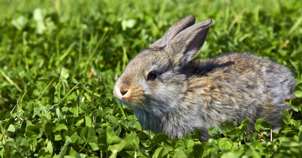 China Comes Close To Ending Routine Post Market Animal Testing