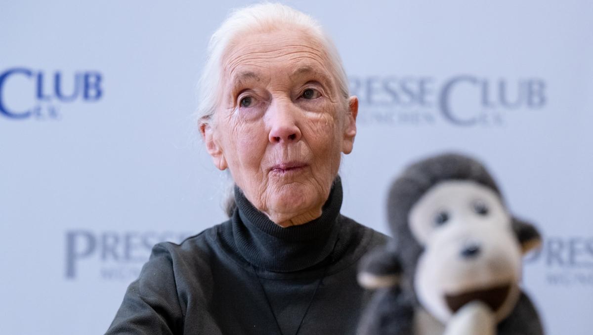 Jane Goodall sits at a panel wearing a black turtleneck with a chimp stuffed animal blurry in the foreground. 